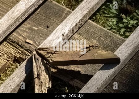 Alte Holzplanken, die nach einem Abbruchjob auf Gras liegen Stockfoto