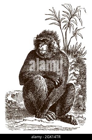 Bedrohte Barbake macaca sylvanus auf dem Boden sitzend. Illustration nach antikem Stich aus dem 19. Jahrhundert Stock Vektor