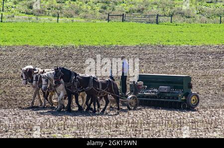 Nahaufnahme eines Bauern, der nach der Maisernte Feld pflügt, mit 6 Pferden, die landwirtschaftliche Ausrüstung ziehen W Stockfoto