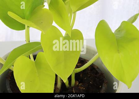 Eine Neon-Pothos-Pflanze in einem weißen Topf auf einem weißen Tisch Stockfoto