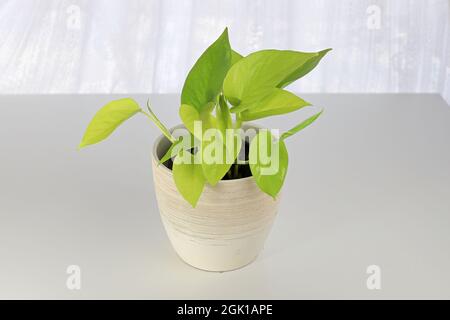 Eine Neon-Pothos-Pflanze in einem weißen Topf auf einem weißen Tisch Stockfoto