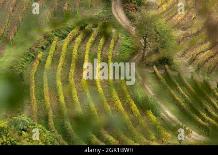 Bunte Herbstlandschaft in Weingärten in Piemont, Italien Stockfoto