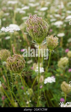 Königin Annes Spitzenknospe ist in einem Feld von Wildblumen zu öffnen. Stockfoto