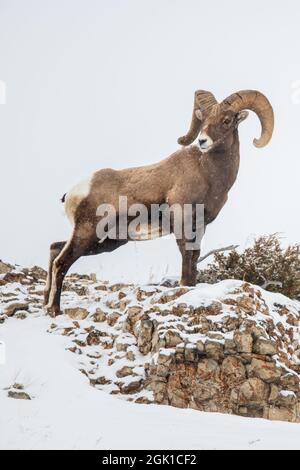 Bighorn-Schafe (Ovis canadensis) im Yellowstone-Nationalpark im Winter Stockfoto