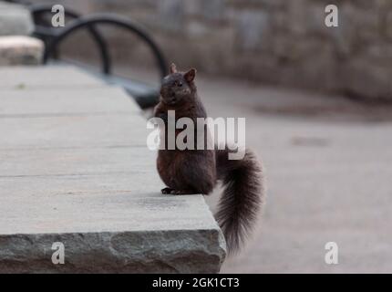 Ein melanistisches rotes oder braunes Eichhörnchen, möglicherweise ein Fuchshörnchen, das auf seinen Hinterbeinen sitzt, mit einem Überraschungseffekt im Gesicht und der Kamera zuschaut Stockfoto