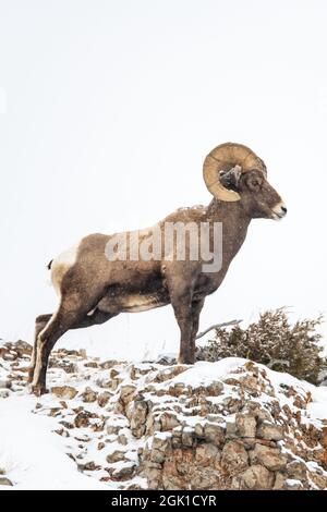 Bighorn-Schafe (Ovis canadensis) im Yellowstone-Nationalpark im Winter Stockfoto