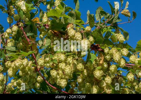 Kegel und Blätter von Hopfen schöne Landschaft. Es wird in der Brauerei und Medizin verwendet Stockfoto