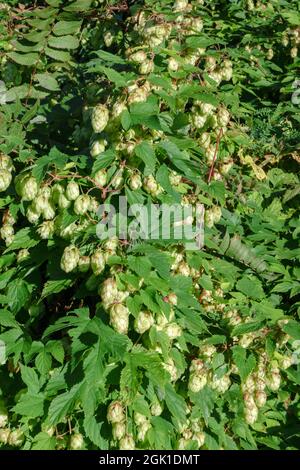 Kegel und Blätter von Hopfen schöne Landschaft. Es wird in der Brauerei und Medizin verwendet Stockfoto