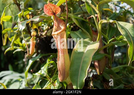 Nepenthes tropische Fleischfresser-Pflanze im Garten. Tropische Kannenpflanzen Stockfoto