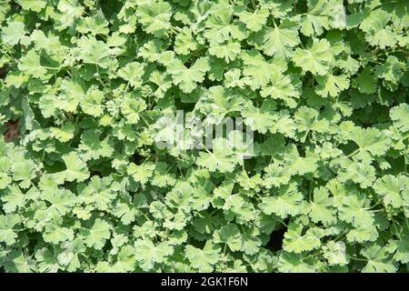 Muskatnuss duftende Geranienkräuter wächst in einem Garten. Es wird auch als Pelargonium fragrans bezeichnet Stockfoto