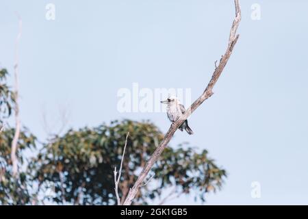 Laughing Kookaburra thront auf Ast Stockfoto