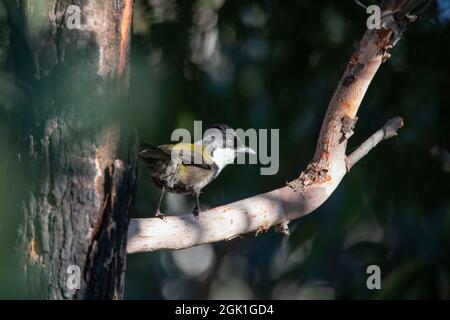 Die östliche whipbird ist auf einem Busch gehockt Stockfoto