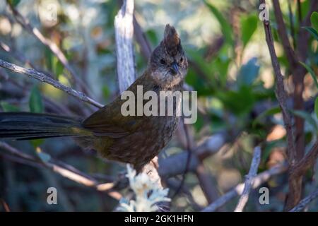 Die östliche whipbird ist auf einem Busch gehockt Stockfoto