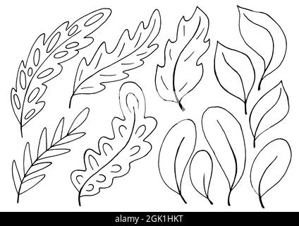 Sammlung von dekorativen grünen Blättern. Monochrome Elemente für Ihr Design. Blätter von Bäumen, Blumen. Serie von Illustrationen im Handzeichnen-Stil Stock Vektor