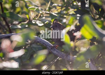 Die östliche whipbird ist auf einem Busch gehockt Stockfoto