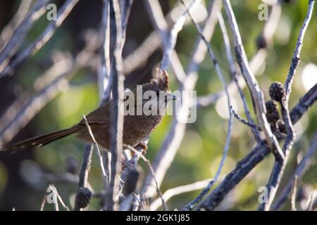 Die östliche whipbird ist auf einem Busch gehockt Stockfoto