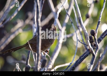 Die östliche whipbird ist auf einem Busch gehockt Stockfoto