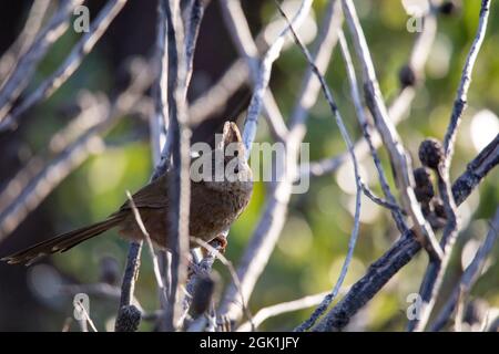 Die östliche whipbird ist auf einem Busch gehockt Stockfoto