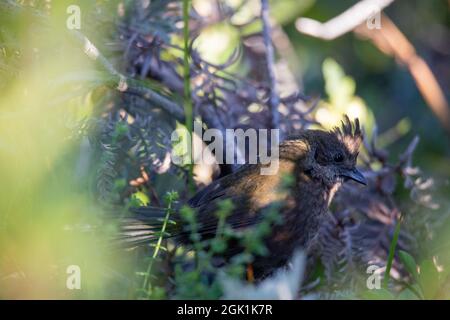 Die östliche whipbird ist auf einem Busch gehockt Stockfoto