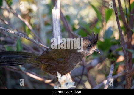 Die östliche whipbird ist auf einem Busch gehockt Stockfoto