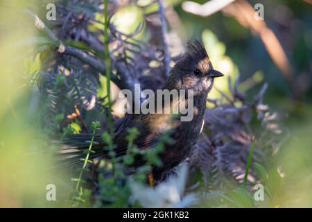 Die östliche whipbird ist auf einem Busch gehockt Stockfoto