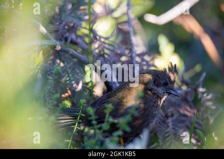 Die östliche whipbird ist auf einem Busch gehockt Stockfoto