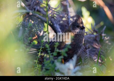 Die östliche whipbird ist auf einem Busch gehockt Stockfoto