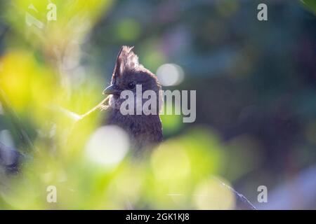 Die östliche whipbird ist auf einem Busch gehockt Stockfoto