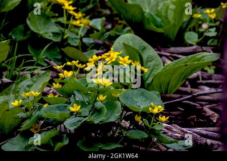 Der Sumpfmarigold. Pflanze der Familie der Schmetterlinge, die große gelbe Blüten hat und in feuchtem Boden und flachem Wasser wächst, Stockfoto