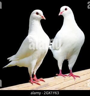 Zwei weiße Tauben isoliert auf schwarzem Hintergrund Stockfoto