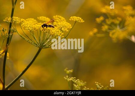 Blüten von wildem, trockenem Dill im Herbst auf einem gelb verwischten Hintergrund Stockfoto