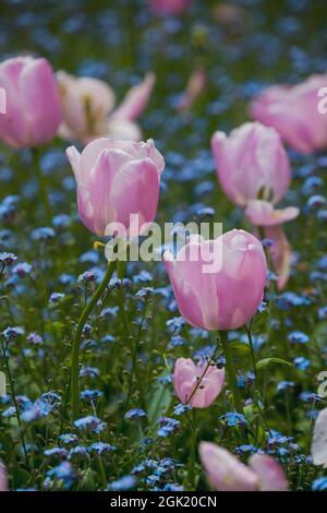 Tulpen blühen im Frühling Stockfoto