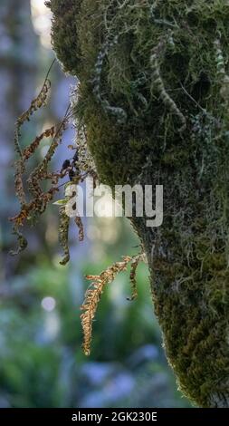 Dickes, gesundes grünes Moos mit Strängen, die vom Baum hängen Stockfoto