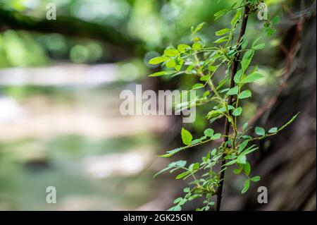 Selektiver Fokus auf die Dornen und Blätter einer Multiflora-Rosenpflanze, einer invasiven Art in den USA Stockfoto