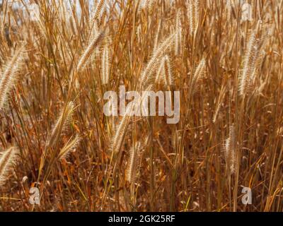 Landschaftlich von natürlichen goldenen Gras Blume weht mit dem Wind in Gras Feld im Sommer. Stockfoto