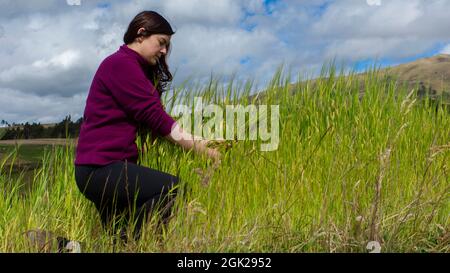 Eine glückliche junge Frau kniet inmitten eines Weizenfeldes und erntet an einem bewölkten Tag die Ähren des Weizens mit blauem Himmel und Bergen im Hintergrund Stockfoto