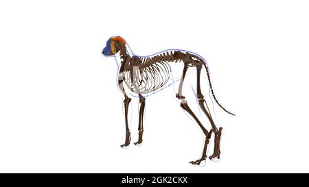 Halswirbelsäule Auricularis superficialis Muskel Hundemuskel Anatomie für medizinisches Konzept 3D Illustration Stockfoto