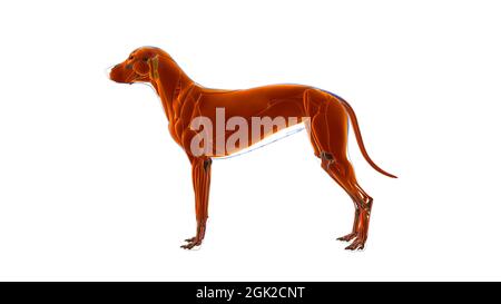 Hundemuskel Hundemuskel Anatomie für medizinisches Konzept 3D Illustration Stockfoto
