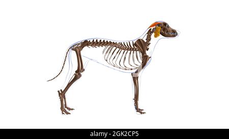 Halswirbelsäule Auricularis superficialis Muskel Hundemuskel Anatomie für medizinisches Konzept 3D Illustration Stockfoto