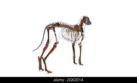 Extensor digitorum Longus Muscle Dog Muscle Anatomy for Medical Concept 3D Illustration Stockfoto