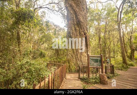 Woodville großer Baum (Quteniqua gelblich), der angeblich über 800 Jahre alt in Wilderness entlang der Garden Route in Western Cape, Südafrika, sein soll. Stockfoto