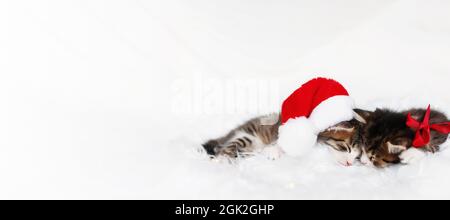 Banner, zwei kleine entzückende dreifarbige Weihnachtskätzchen in rotem Weihnachtsmann Hut oder Mütze und Bogen schlafen mit geschlossenen Augen und liegen auf weißer Decke. Foto von rel Stockfoto