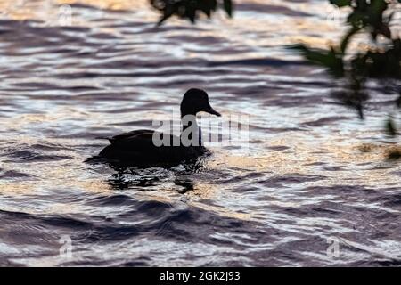 Ente, die spät am Abend in einem See auf dem Wasser schwimmt Stockfoto