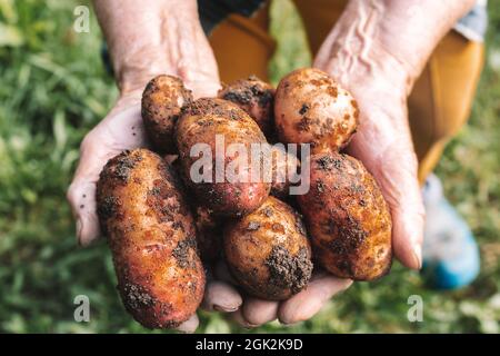 Frische Kartoffeln ernten die Hände sehr alter Frauen. Stockfoto