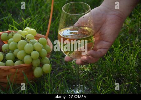 Ein Glas Weißwein mit Trauben auf grünem Gras. Weißwein Riesling, aus weißen Trauben Stockfoto