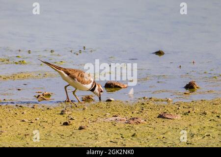 Nahaufnahme des Killdeer-Vogels in Las Vegas, Nevada Stockfoto