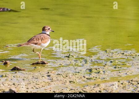 Nahaufnahme des Killdeer-Vogels in Las Vegas, Nevada Stockfoto