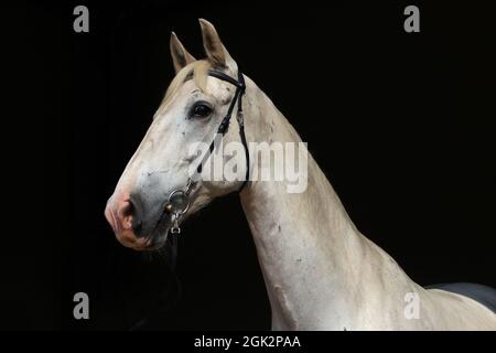 Andalusisches Pferdesportrait vor dunklem stabilen Hintergrund Stockfoto