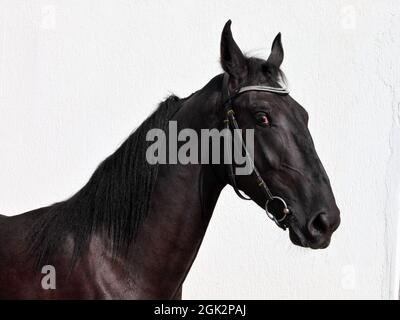 Race нorse Portrait vor hellem Hintergrund Stockfoto