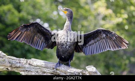 Zweiflügeliger Kormoran, der mit ausgebreiteten Flügeln steht und seine nassen Flügel trocknet. Stow Lake, San Francisco, Kalifornien, USA. Stockfoto